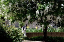 Monk walking alone in garden