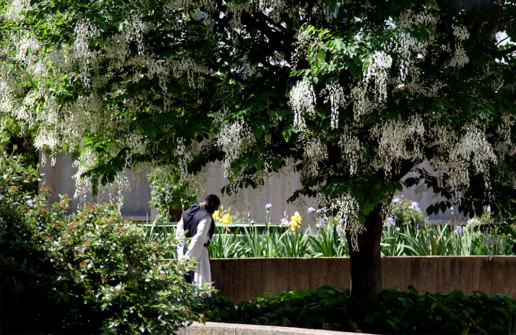 Monk walking alone in garden