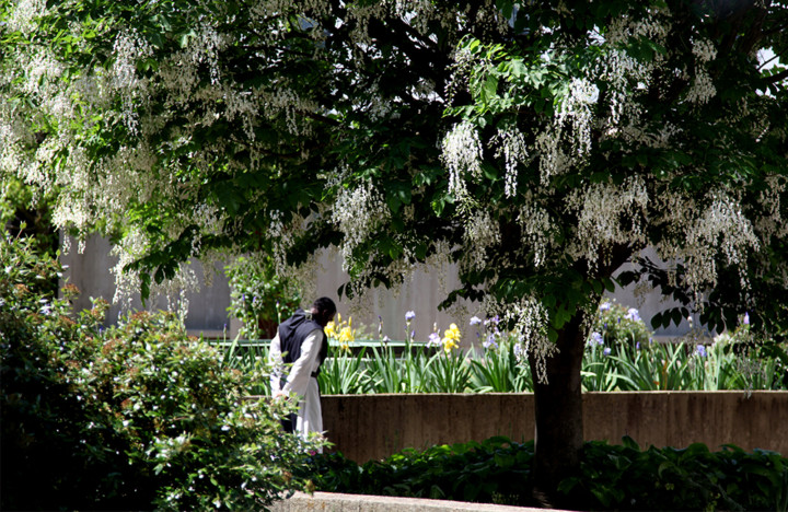 Monk walking alone in garden