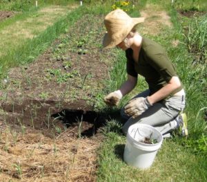 woman working in a garden