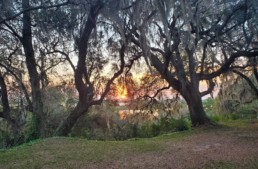 Sunset over a river in the midst of trees