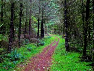 trail through woods