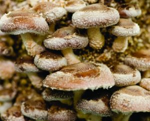 Mushrooms