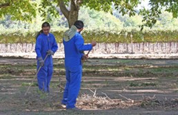 God's Laborers: two monks in blue work clothes raking branches in front of a vineyard