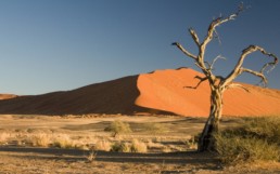 dry tree in the desert