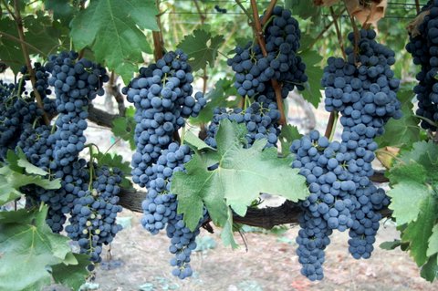 true vine, red grape clusters hanging from vine