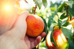 hand picking a peach from a peachtree